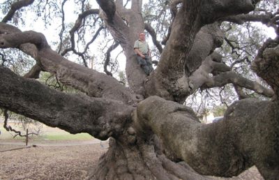 Rio Frio Landmark Oak